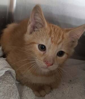 Jack -  Domestic Short Hair Cat for Adoption in Georgetown, Ohio - Jack | PetCurious