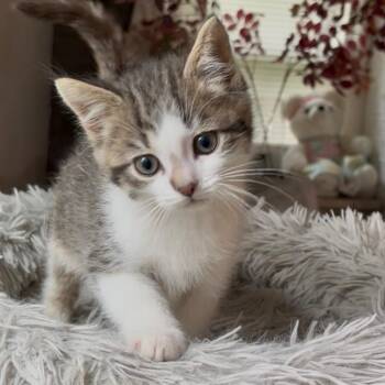 Mocha- Best friends with Matcha and Latte -  Domestic Short Hair Cat for Adoption in West Jefferson, Ohio - Mocha- Best Friends With Matcha And Latte | PetCurious