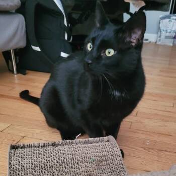 Rescue Domestic Short Hair Cats for Adoption in Evanston, Illinois - Mulan | PetCurious