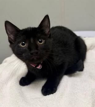 FANTA -  Domestic Short Hair Cat for Adoption in Leesburg, Virginia - FANTA | PetCurious