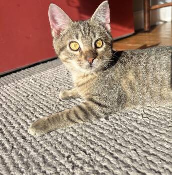 Rescue Domestic Short Hair Cats for Adoption in Mt. Juliet, Tennessee - Chance The Wobble Kitty | PetCurious