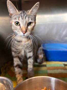 Rescue Domestic Short Hair Cats for Adoption in Lima, Ohio - Puma Thurman | PetCurious