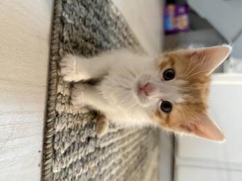 Mars -  Domestic Short Hair Cat for Adoption in Olean, New York - Mars | PetCurious