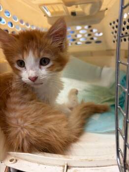 Domestic Short Hair Cats Available for Adoption in Stockton, California - A376449 | PetCurious