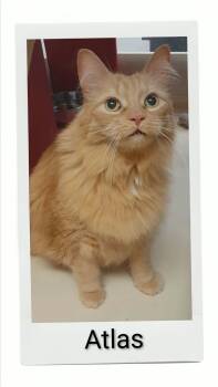 Atlas -  Domestic Long Hair Cat for Adoption in Caistor Centre, Ontario - Atlas | PetCurious