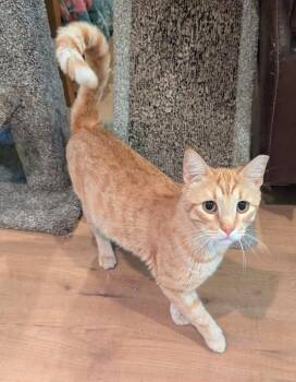 Tabby and Domestic Short Hair Cats Available for Adoption in Plano, Texas - JARVIS - HANDSOME FRIENDLY BOY WITH VERY LONG TAIL & CUTEST FACE | PetCurious