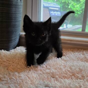 Muddy -  Domestic Short Hair Cat for Adoption in Warrensburg, Missouri - Muddy | PetCurious
