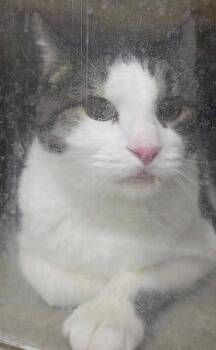 Domestic Short Hair Cats Available for Adoption in Fruit Heights, Utah - Taffy | PetCurious