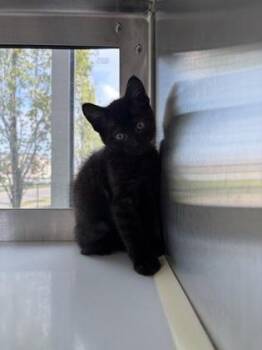 Domestic Short Hair Cats Available for Adoption in Westland, Michigan - Venom Cupcake | PetCurious