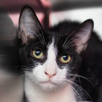 Selene -  Domestic Short Hair Cat for Adoption in Middletown, Rhode Island - Selene | PetCurious