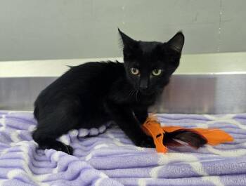 Indie -  Domestic Short Hair Cat for Adoption in Dickson, Tennessee - Indie | PetCurious