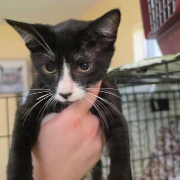 Bass5 -  American Shorthair Cat for Adoption in Melrose, Florida - Bass5 | PetCurious