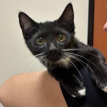 Dahlia -  Domestic Short Hair Cat for Adoption in Sonora, California - Dahlia | PetCurious