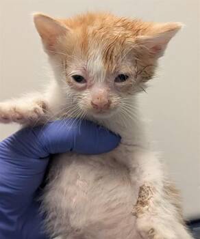 Domestic Short Hair Cats Available for Adoption in Ontario, California - KITTEN 1 | PetCurious