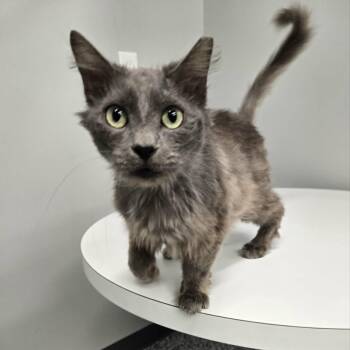 Grover -  Domestic Medium Hair Cat for Adoption in Watertown, Wisconsin - Grover | PetCurious