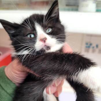 Tallia -  Domestic Short Hair Cat Available for Adoption in Belfair, Washington - Tallia | PetCurious