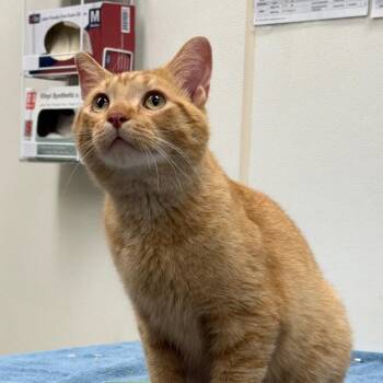Scout -  Domestic Short Hair Cat for Adoption in Oshkosh, Wisconsin - Scout | PetCurious