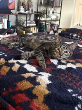Domestic Short Hair Cats Available for Adoption in West Mifflin, Pennsylvania - Andy | PetCurious