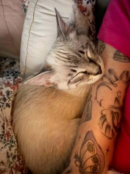 Cowboy Crumb Catcher -  Siamese Cat for Adoption in Stephens City, Virginia - Cowboy Crumb Catcher | PetCurious