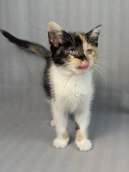 Rescue Calico Cats for Adoption in Minneapolis, Minnesota - Orchid | PetCurious