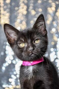 Mary -  Domestic Short Hair Cat for Adoption in Yakima, Washington - Mary | PetCurious