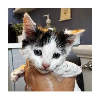 Domestic Short Hair Cats Available for Adoption - Winnie | PetCurious