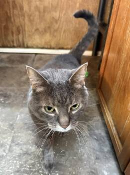Domestic Short Hair Cats Available for Adoption in Coatesville, Pennsylvania - Bowie | PetCurious