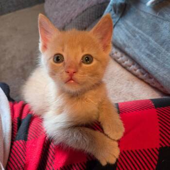Domestic Short Hair Cats Available for Adoption in La Grange, Kentucky - Rotini | PetCurious