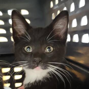 Bean -  Domestic Short Hair Cat Available for Adoption in Milan, Illinois - Bean | PetCurious
