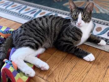 Rescue Domestic Short Hair Cats for Adoption in East Hanover, New Jersey - Saturday | PetCurious
