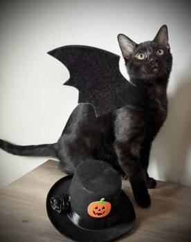 Rescue Domestic Medium Hair Cats for Adoption in Hatley, Wisconsin - Bat | PetCurious