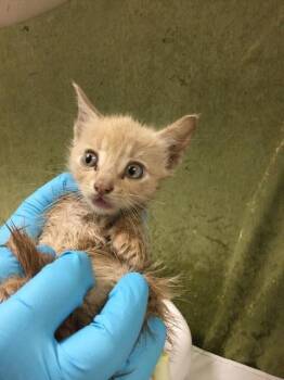 Domestic Short Hair Cats Available for Adoption in Riverside, California - ORANGE PEEL | PetCurious