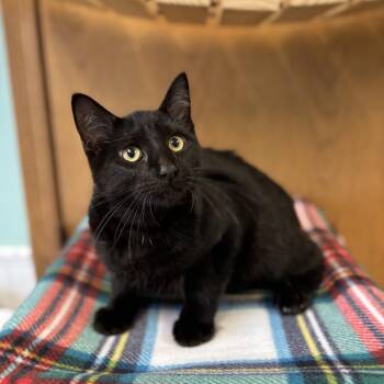 Texas Pete -  Domestic Short Hair Cat for Adoption in Fargo, North Dakota - Texas Pete | PetCurious