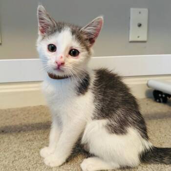 Kiwi -  Domestic Short Hair Cat for Adoption in La Grange, Kentucky - Kiwi | PetCurious