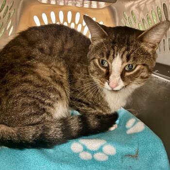 Kinley -  Domestic Short Hair Cat for Adoption in Chattanooga, Tennessee - Kinley | PetCurious