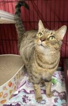 Rescue Domestic Short Hair Cats for Adoption in Gloucester, Massachusetts - Tabby-tha | PetCurious