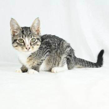 Domestic Short Hair Cats Available for Adoption - Maisy | PetCurious