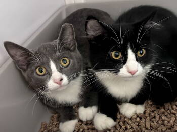 Rescue Domestic Short Hair Cats for Adoption in Alexandria, Virginia - Paul And Suki (kittens) | PetCurious
