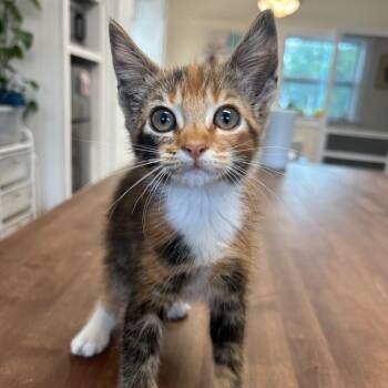 Cali -  Domestic Short Hair Cat for Adoption in Milton, Florida - Cali | PetCurious