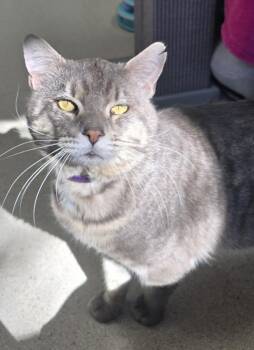Prince Charming -  Domestic Short Hair Cat for Adoption in Sherwood, Oregon - Prince Charming | PetCurious