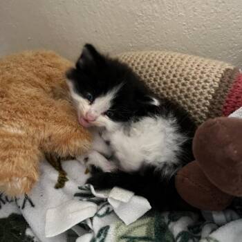 Zim -  Domestic Medium Hair Cat for Adoption in Ashland, Oregon - Zim | PetCurious