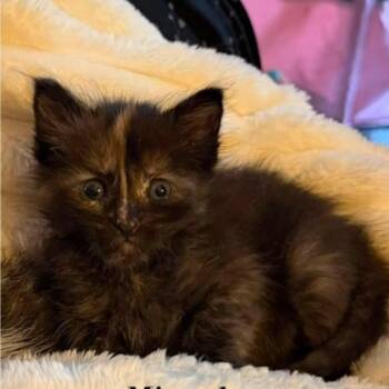 Miranda -  Domestic Medium Hair Cat for Adoption in Bulverde, Texas - Miranda | PetCurious