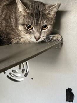 Domestic Short Hair Cats Available for Adoption in Dayton, Minnesota - June | PetCurious