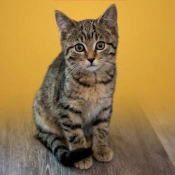 Rebella -  Domestic Short Hair Cat for Adoption in Kittanning, Pennsylvania - Rebella | PetCurious