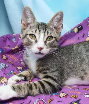 Dennis the Menace -  Domestic Short Hair Cat for Adoption in Tierra Verde, Florida - Dennis The Menace | PetCurious