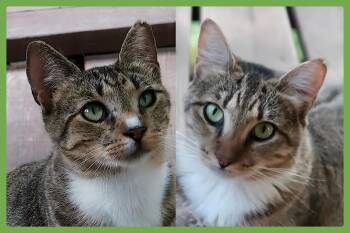 Chalky and Rusti -  Domestic Short Hair Cat for Adoption in Amherst, Massachusetts - Chalky And Rusti | PetCurious