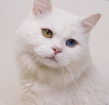Indy is raring to go - He is all fancy in his whites - BI COLORE -  Turkish Angora and Ragdoll Cat for Adoption in Bedford Hills, New York - Indy Is Raring To Go - He Is All Fancy In His Whites - BI COLORE | PetCurious