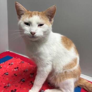 Rescue American Shorthair Cats for Adoption in Greenfield, Indiana - Bryce | PetCurious