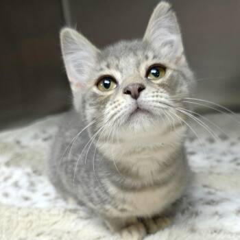 Domestic Short Hair Cats Available for Adoption - Finn | PetCurious