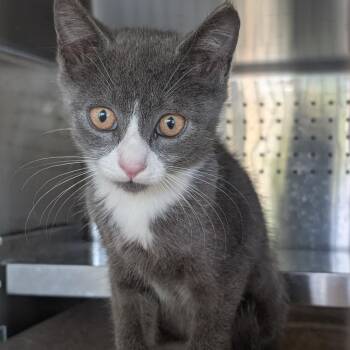 Rico -  Domestic Short Hair Cat for Adoption in Asheville, North Carolina - Rico | PetCurious